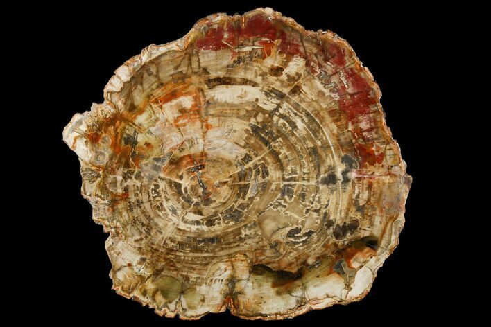 Colorful, Petrified Wood (Araucaria) Round - Madagascar #182914